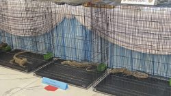 Polda Jatim Bongkar Sindikat Perdagangan Komodo ke Thailand 20 Ekor Senilai Rp 565 Juta