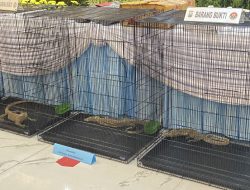 Polda Jatim Bongkar Sindikat Perdagangan Komodo ke Thailand 20 Ekor Senilai Rp 565 Juta